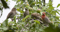 House Finches 2466pan
